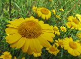 Anthemis tinctoria