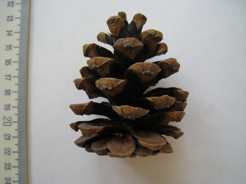 Image of Pinus nigra specimen.