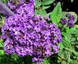 Heliotropium arborescens. Соцветие. Германия, Бавария, Средняя Франкония, г. Нюрнберг, Нюрнбергская крепость, клумба. 28.06.2012.