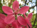 Malus × purpurea