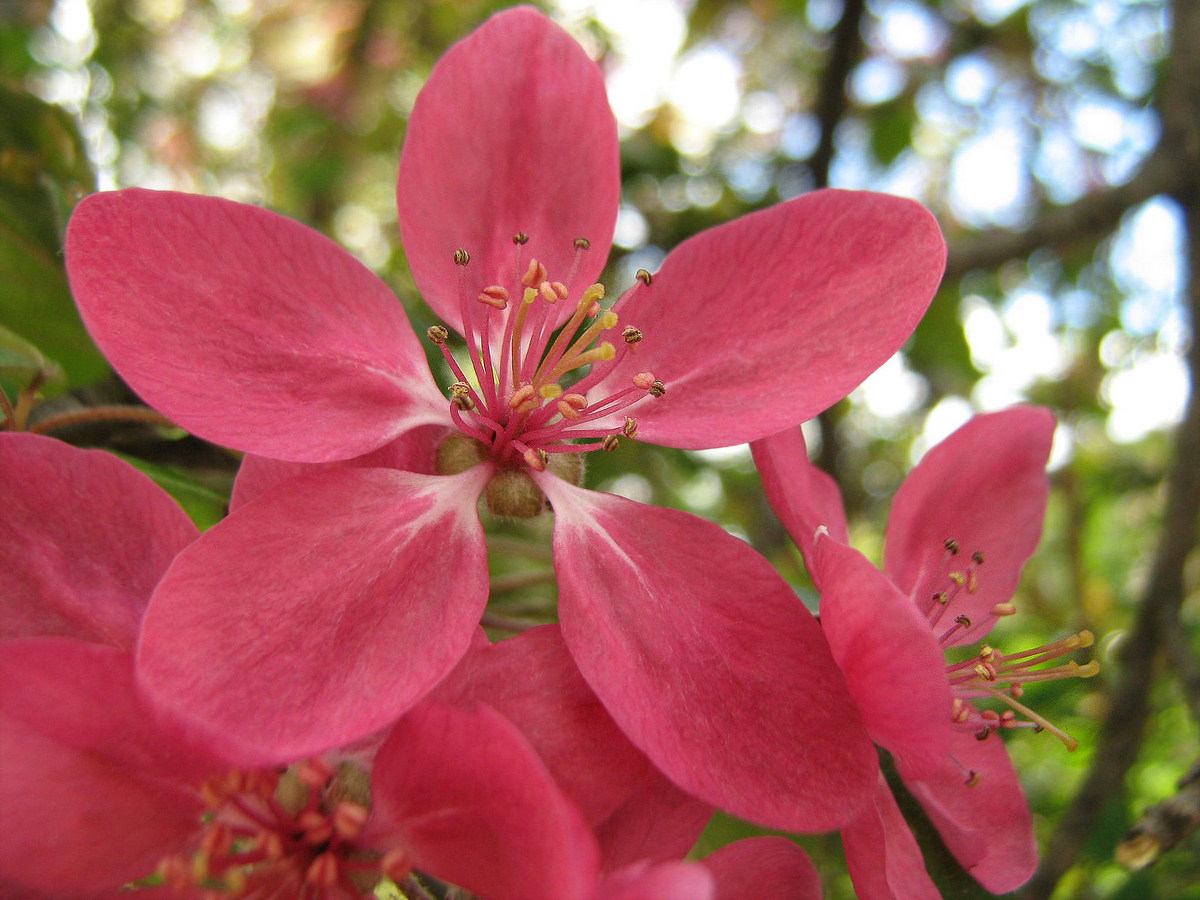 Image of Malus × purpurea specimen.
