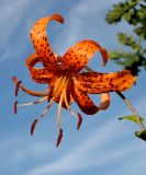 Lilium lancifolium