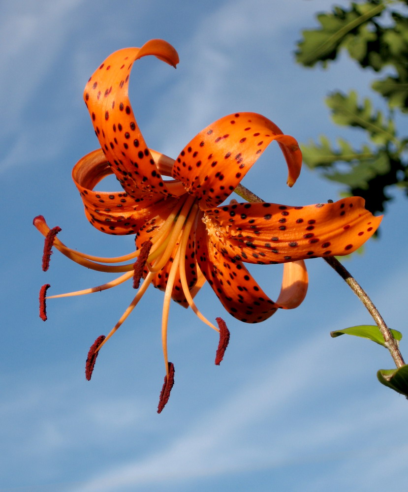 Image of Lilium lancifolium specimen.