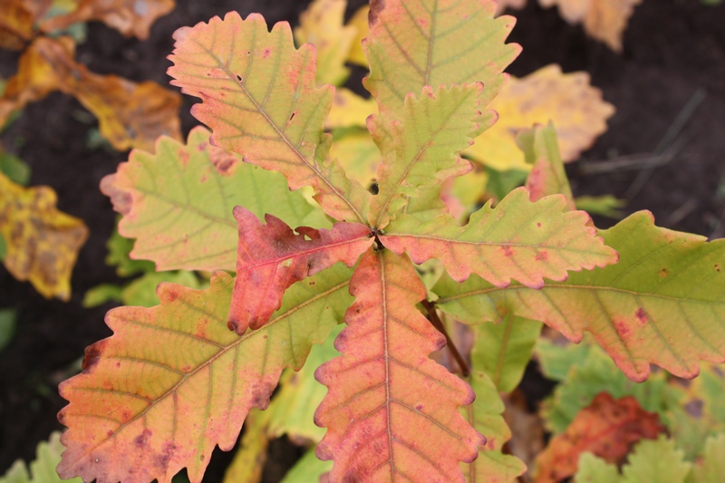 Изображение особи Quercus mongolica.