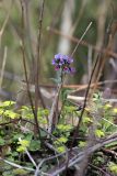 Pulmonaria obscura. Цветущее растение в сообществе с Chrysosplenium alternifolium (селезёночником очерёднолистным). Карельский перешеек, окр. Сертолово. 07.05.2009.