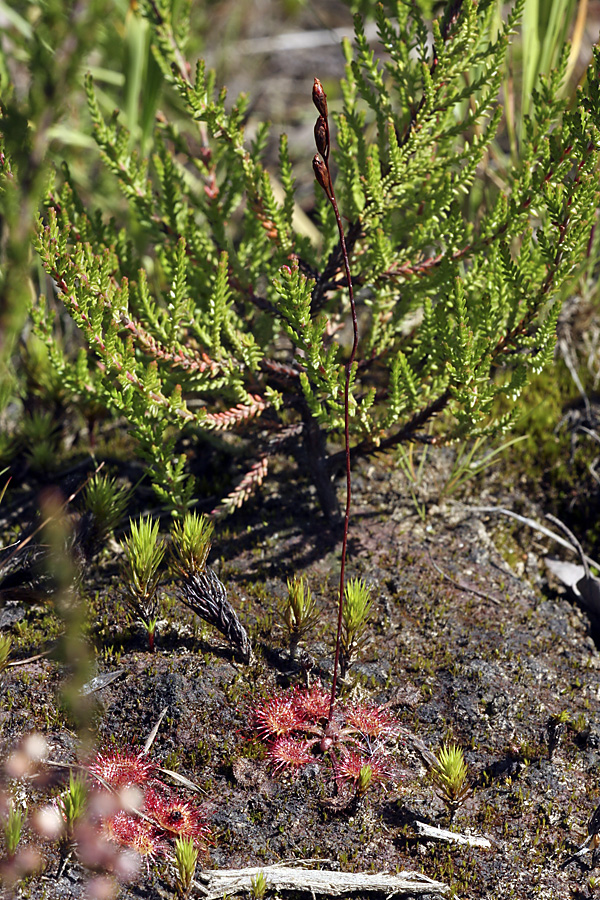 Image of Drosera rotundifolia specimen.