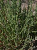 Salicornia perennans