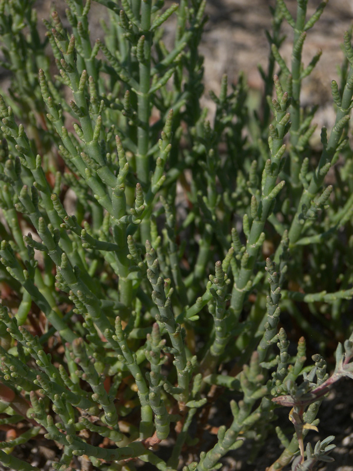 Image of Salicornia perennans specimen.