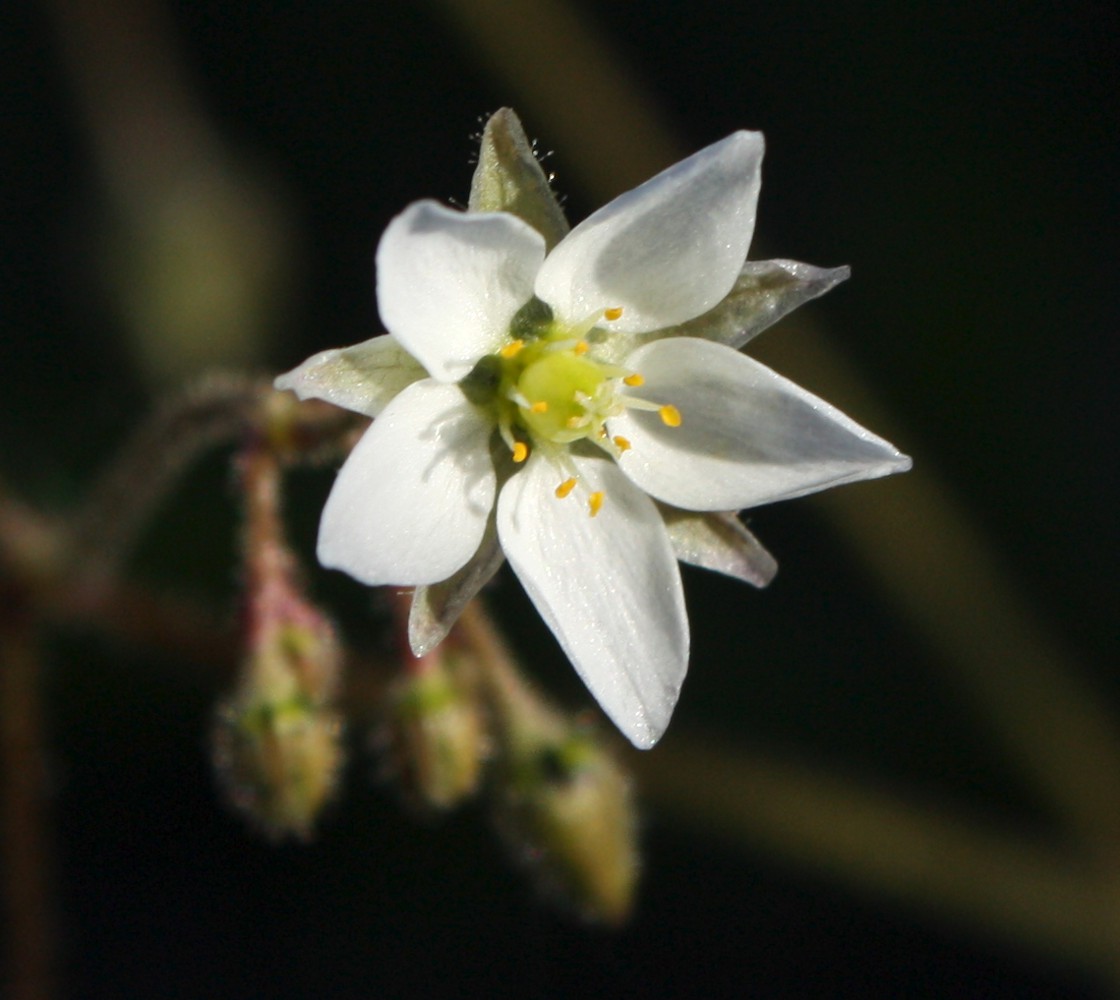 Изображение особи Spergula arvensis.