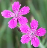 Dianthus deltoides. Цветы. Ленинградская обл., середина июня.