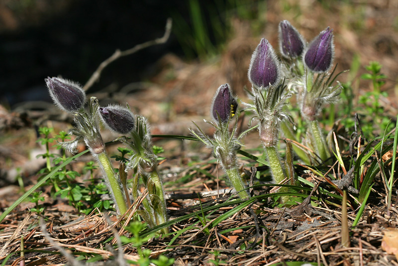 Image of Pulsatilla patens specimen.