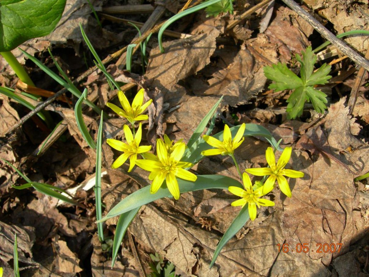 Image of Gagea nakaiana specimen.