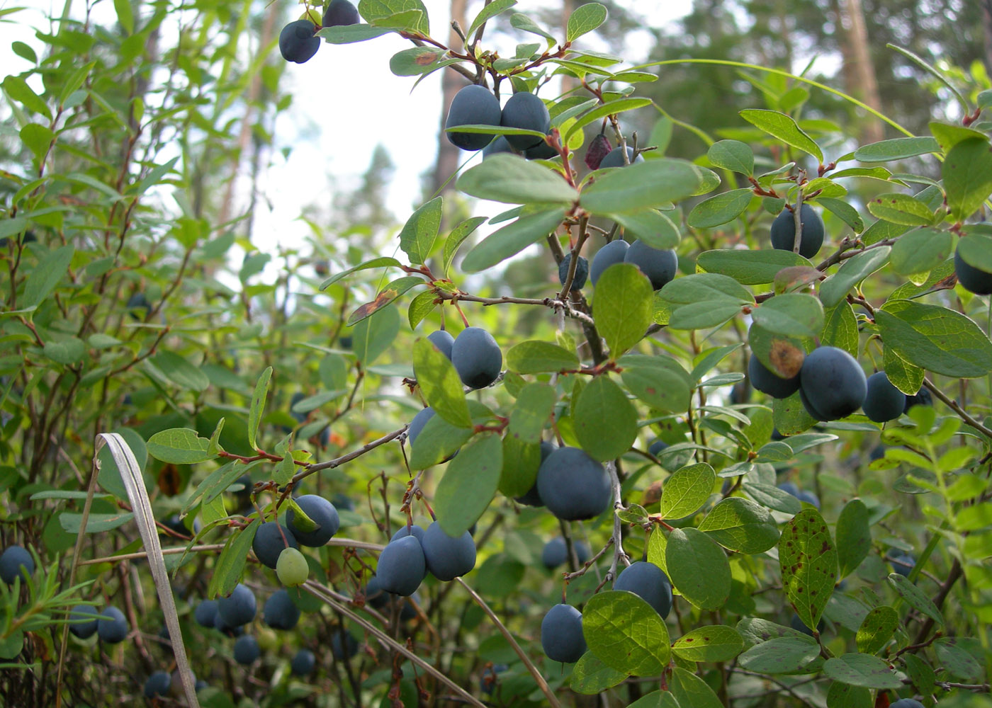 Image of Vaccinium uliginosum specimen.