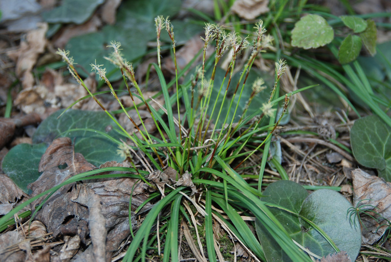 Image of Carex digitata specimen.