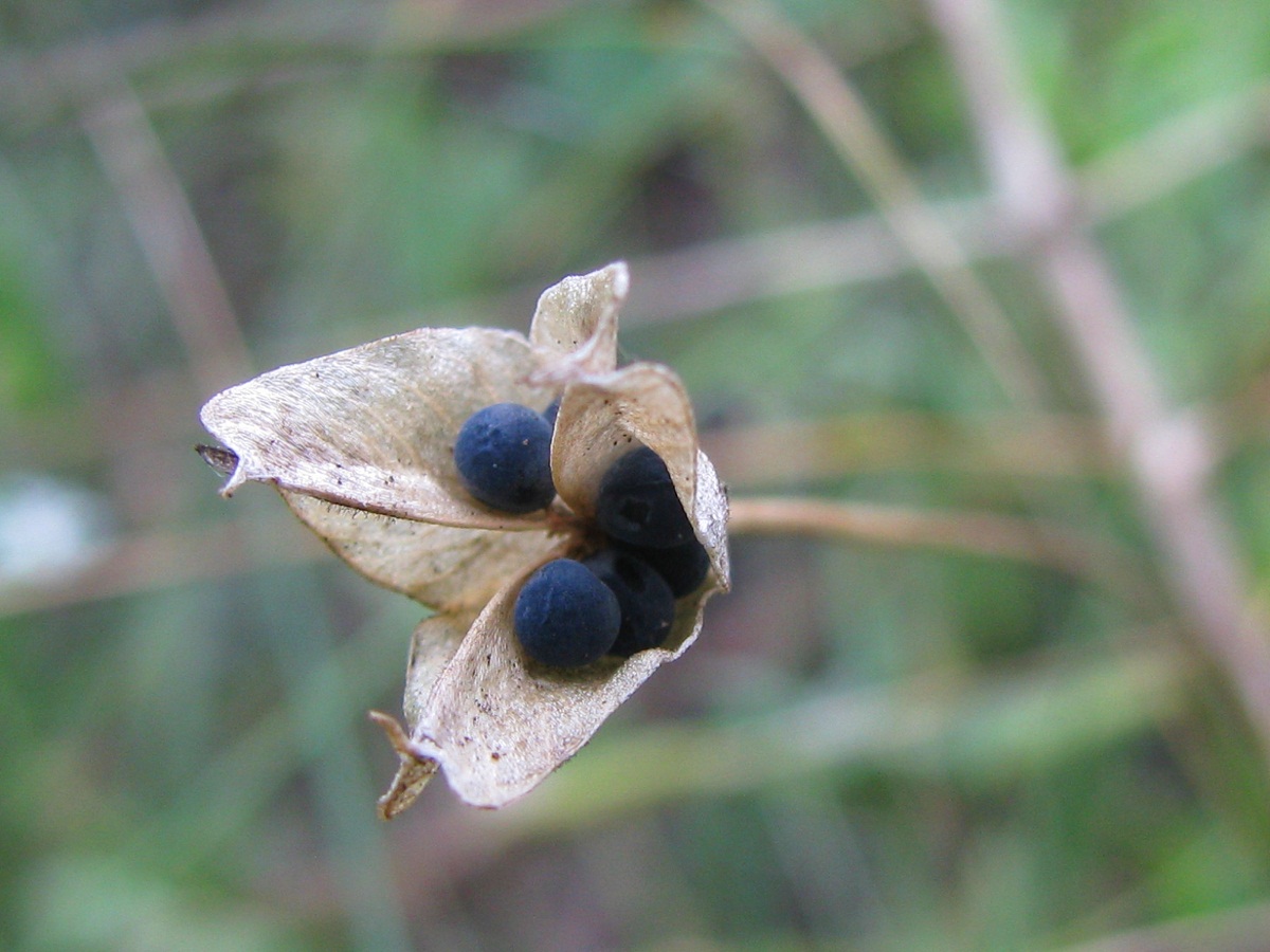 Image of Bellevalia sarmatica specimen.