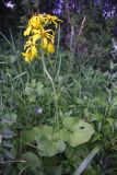 Ligularia sibirica