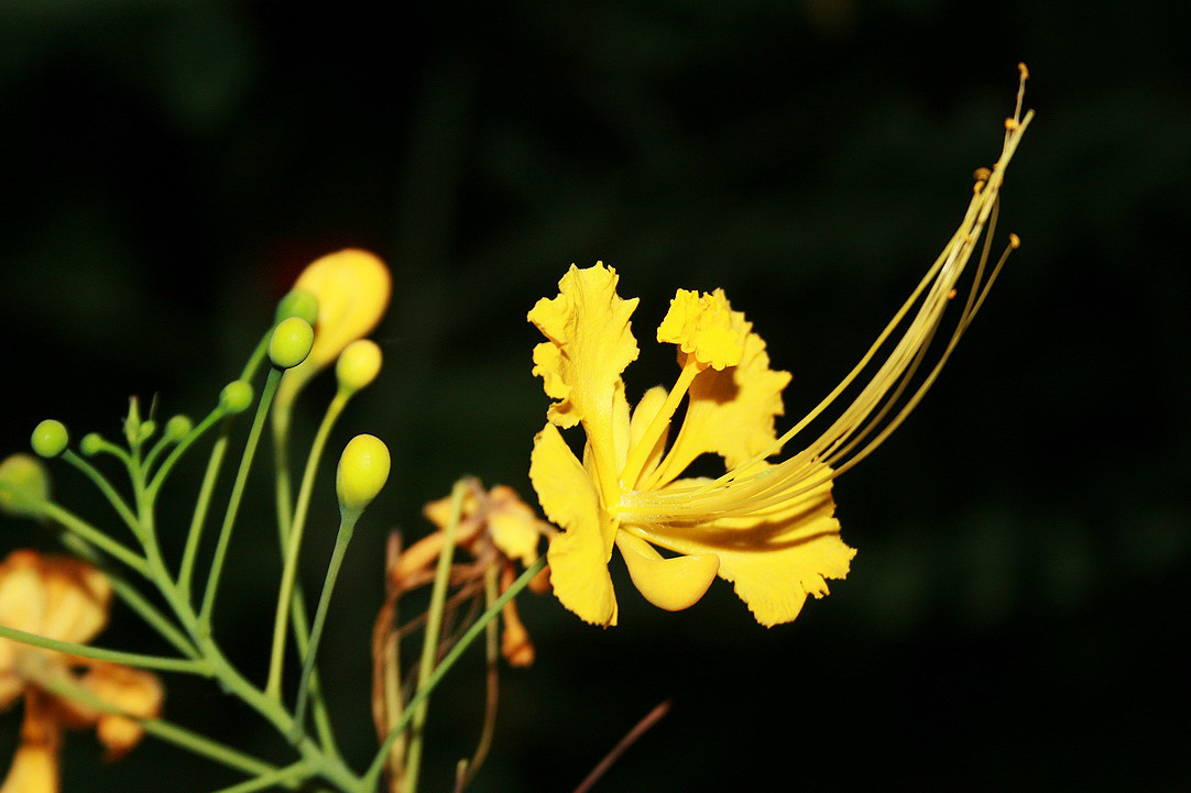 Image of genus Caesalpinia specimen.