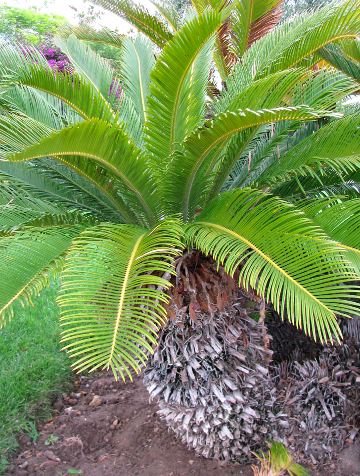 Image of Cycas revoluta specimen.