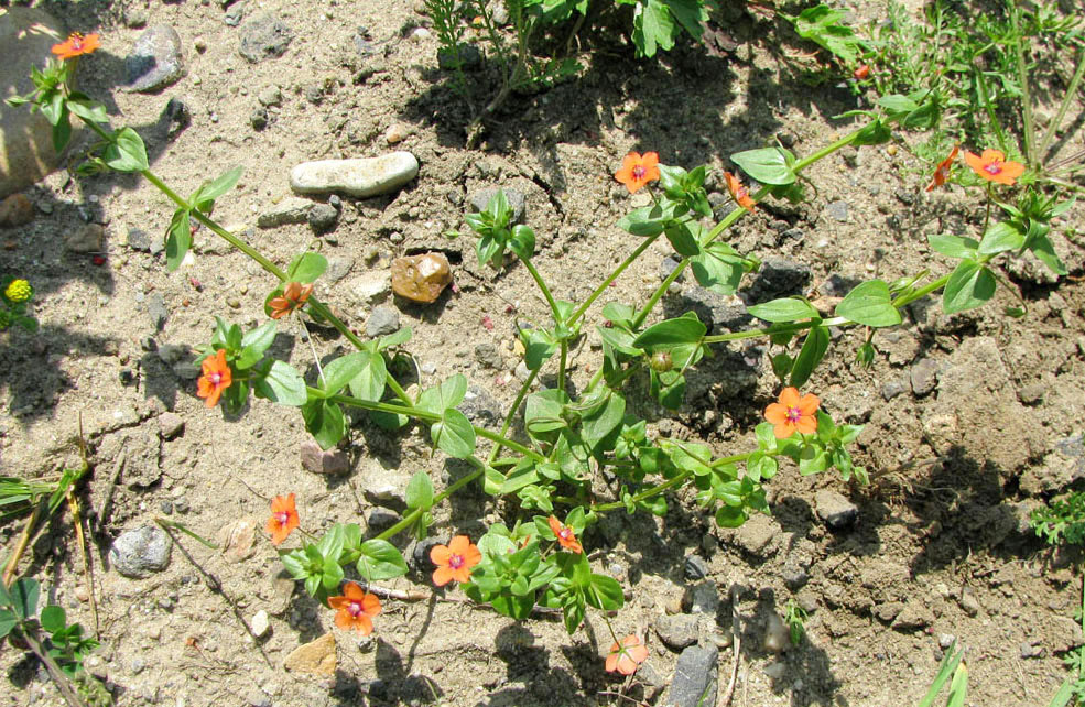 Image of Anagallis arvensis specimen.