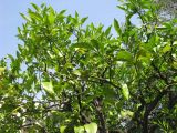 Citrus sinensis. Верхняя часть кроны с незрелыми плодами. Франция, Приморские Альпы, г. Ментона, проспект Соспель, бульвар. 19.06.2012.