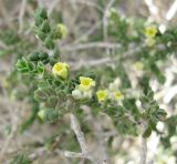 Thymelaea hirsuta