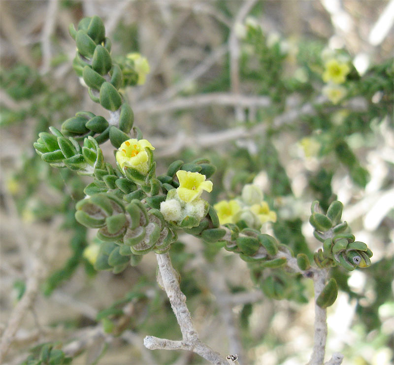 Image of Thymelaea hirsuta specimen.