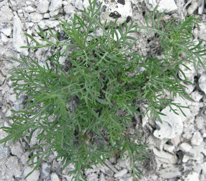 Image of Lomelosia isetensis specimen.