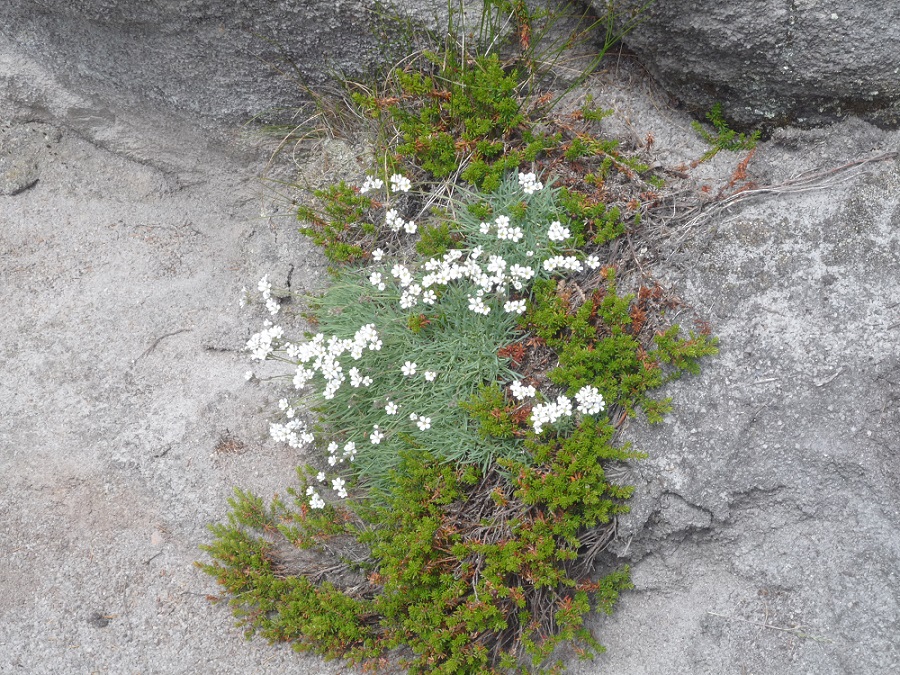 Изображение особи Gypsophila uralensis.