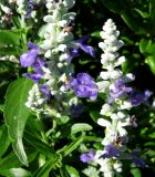 Salvia farinacea. Соцветия. Хорватия, Приморье - Горски Котар, г. Опатия, дендропарк. 07.09.2012.