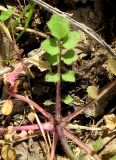 Cardamine hirsuta. Основание побега и прикорневой лист. Крым, Карадагский заповедник. 3 апреля 2013 г.