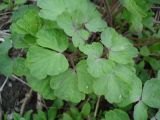 genus Aquilegia