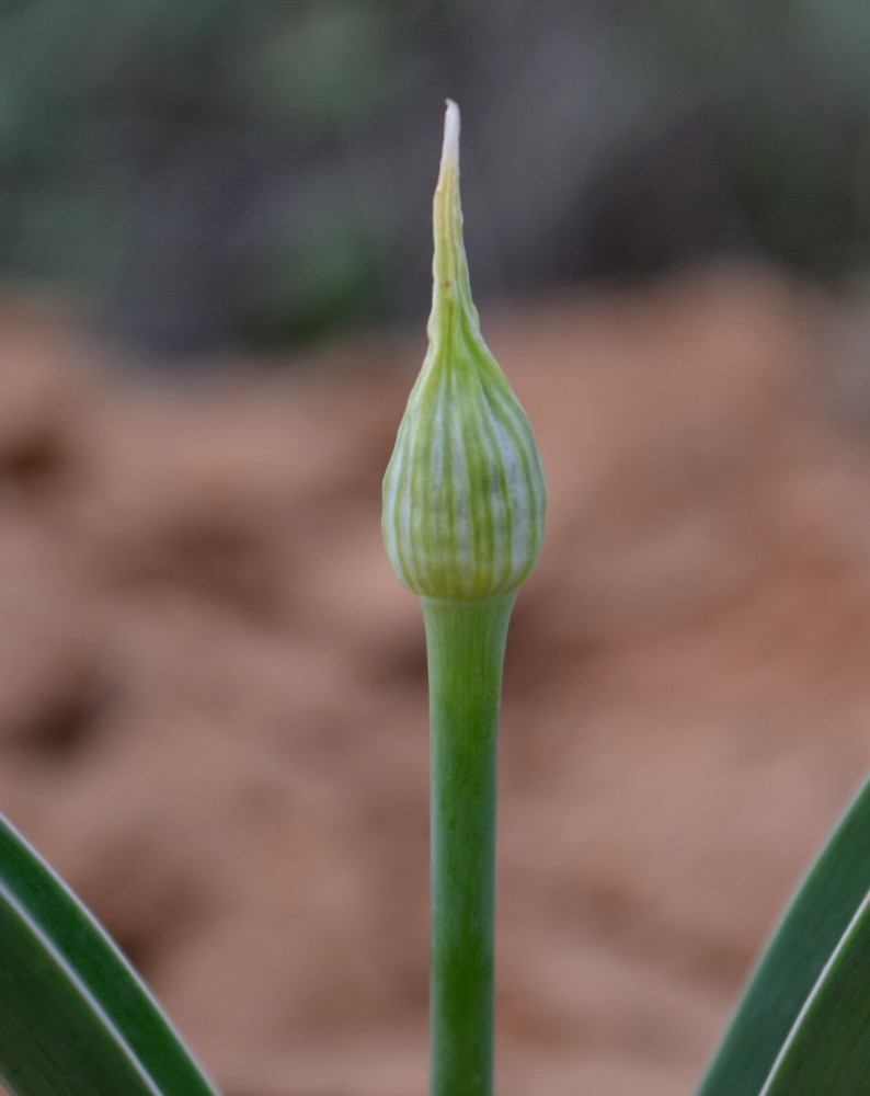 Image of Allium caspium specimen.