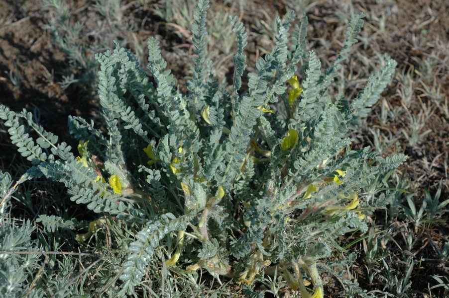 Изображение особи Astragalus larvatus.