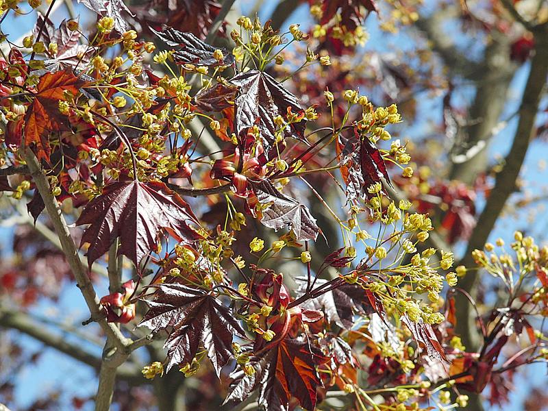 Image of Acer platanoides specimen.