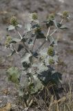 Eryngium maritimum