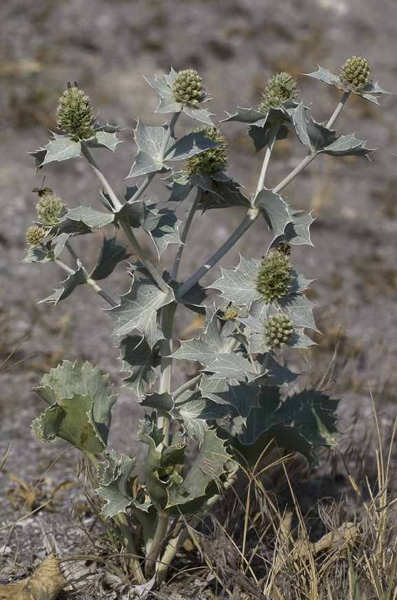 Изображение особи Eryngium maritimum.