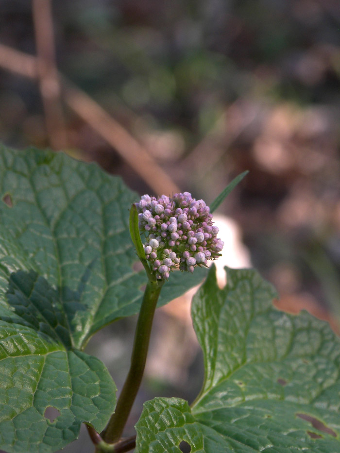 Image of Valeriana tiliifolia specimen.