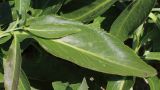 Lepidium latifolium. Лист. Ростовская обл., Неклиновский р-н, Новобессергеневское с/п, побережье Таганрогского зал. 31.05.2013.