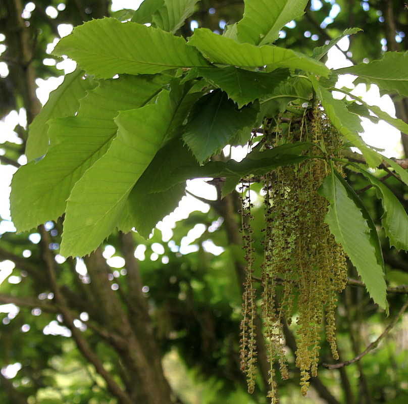 Изображение особи Quercus pontica.