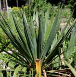 genus Yucca