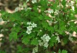 Crataegus monogyna. Ветвь с цветками. Нагорный Карабах, Мартунинский р-н, окр. дер. Мсмна, опушка широколиственного леса. 06.05.2013.