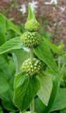 Phlomis russeliana