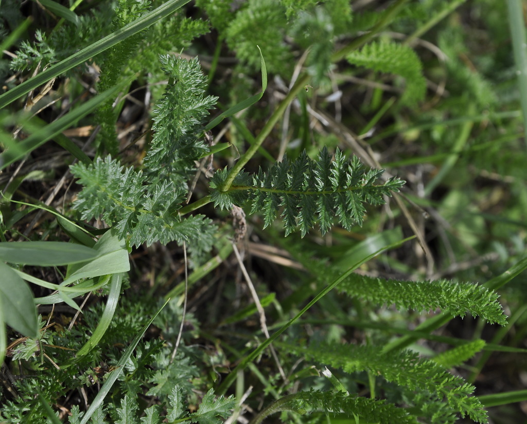 Image of Filipendula vulgaris specimen.