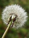 Taraxacum officinale