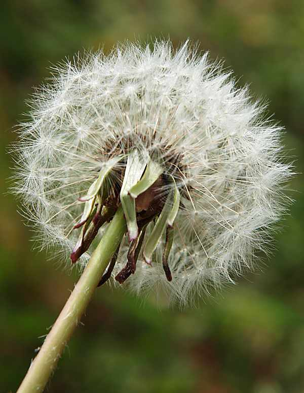 Изображение особи Taraxacum officinale.