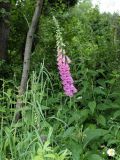 Digitalis purpurea