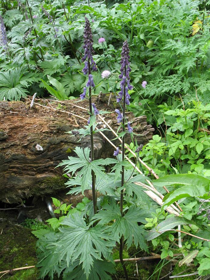 Изображение особи Aconitum leucostomum.