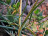 Delphinium paniculatum