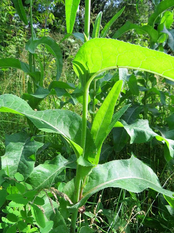 Изображение особи Sonchus arvensis ssp. uliginosus.