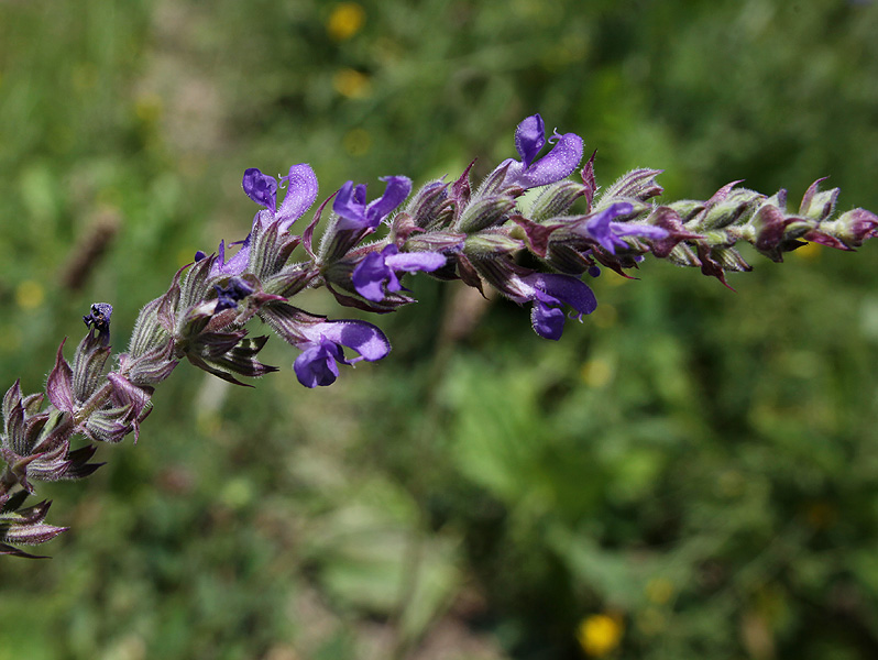 Изображение особи Salvia tesquicola.